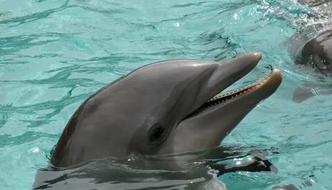 Дельфин в черном море 7 букв
