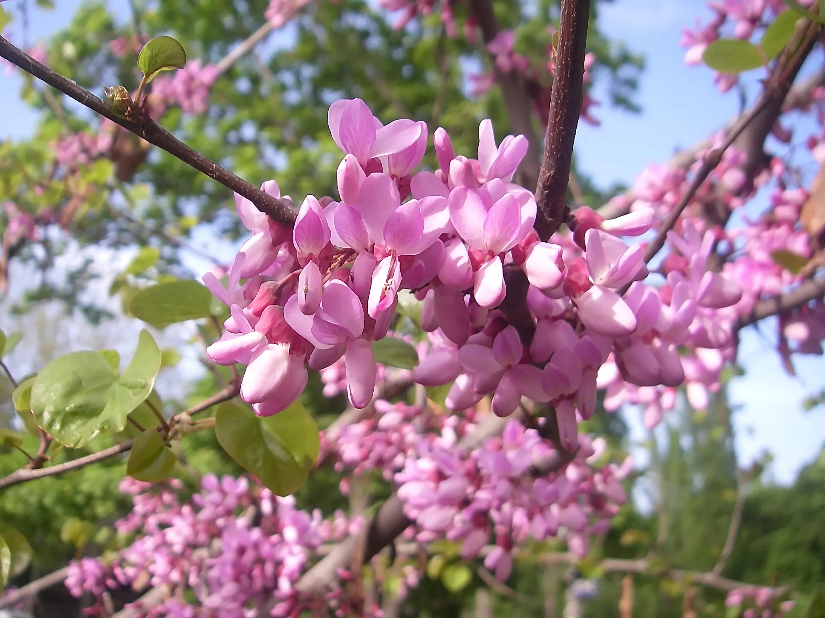Церцис иудино дерево. Багряник иудино дерево. иудино дерево (cercis siliquastrum). багрянник европейский иудино дерево.