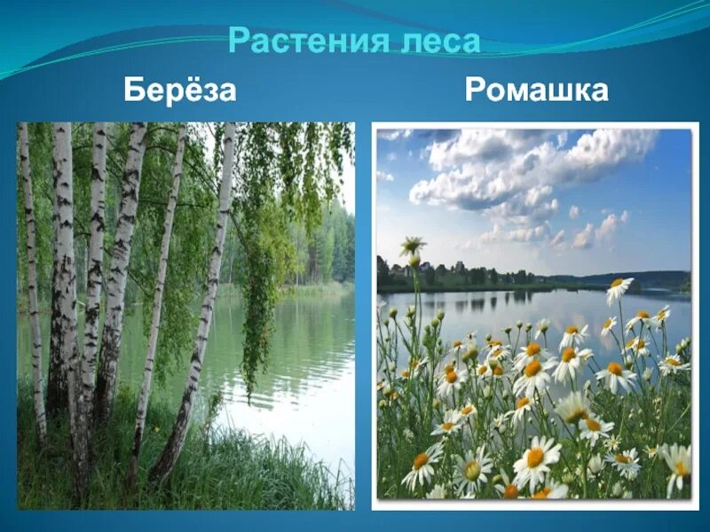 Проект разнообразие края. Проект природа родного края. разнообразие природы родного края. разнообразие природы нашего края. природа нашего края проект.