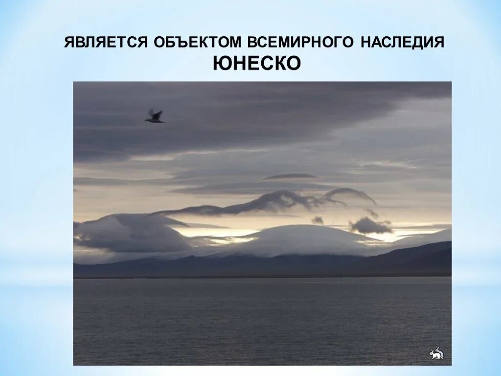 Заповедники в зоне арктики. Остров врангеля юнеско. Остров врангеля год внесения в юнеско. Остров врангеля юнеско. Заповедники расположенные в зоне арктических пустынь.