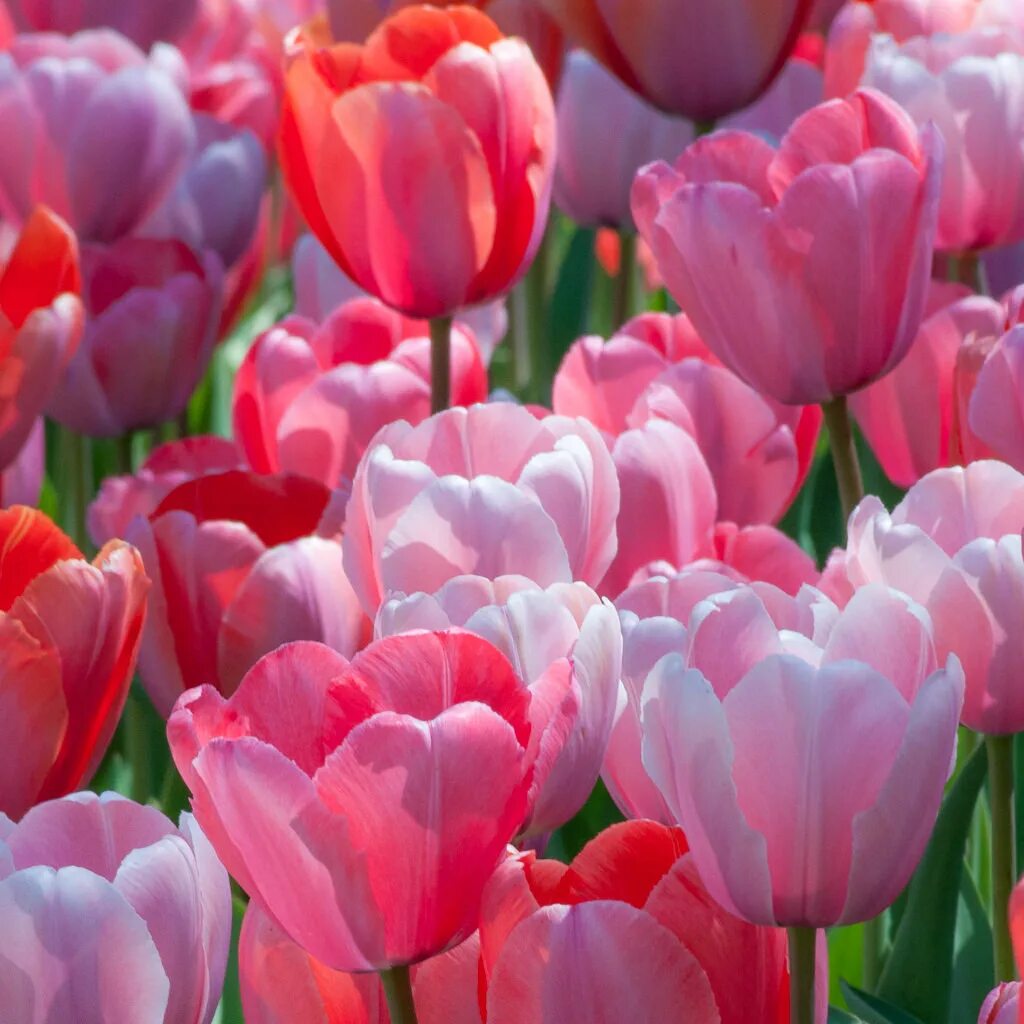 Тюльпан дример. Тюльпан дреамер. Dreamer exclusive тюльпан. Тюльпан дример нью. Rozalynn тюльпан.