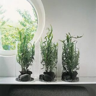 Low plants