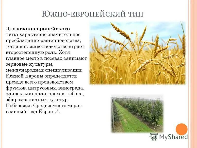 Какую площадь занимает пшеница. Посевная площадь пшеницы. Структура посевных площадей сельскохозяйственных культур в россии. Посевная площадь озимой и яровой пшеницы. Рожь районы выращивания.