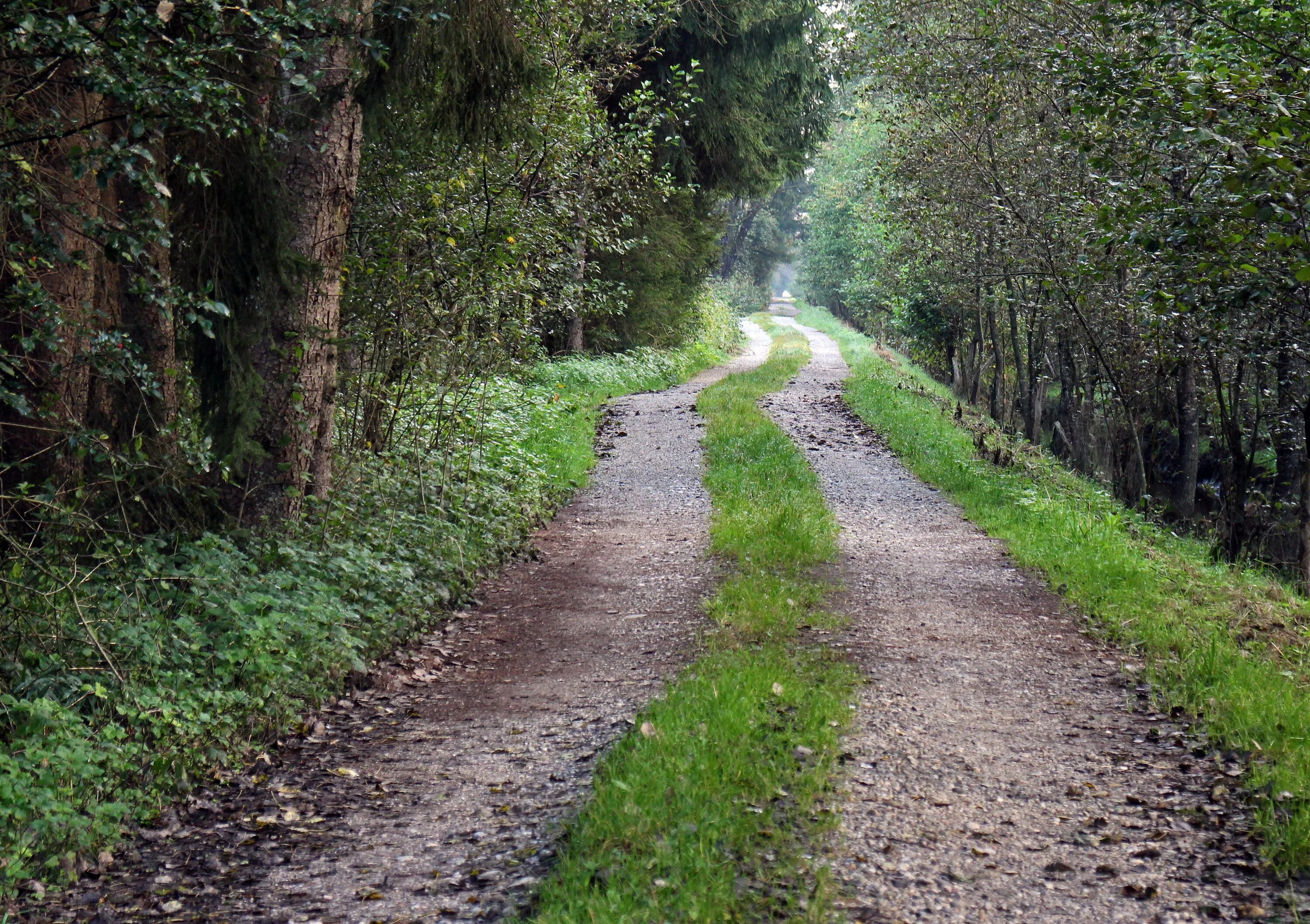 Z path