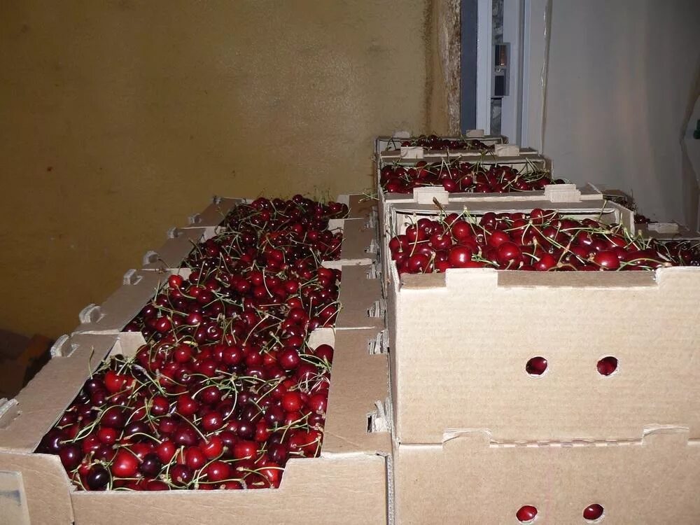 Где хранить черешню