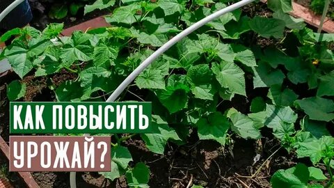 Садовый гид подкормки