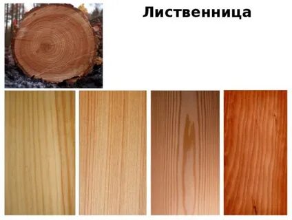 Породы древесины пиломатериалы