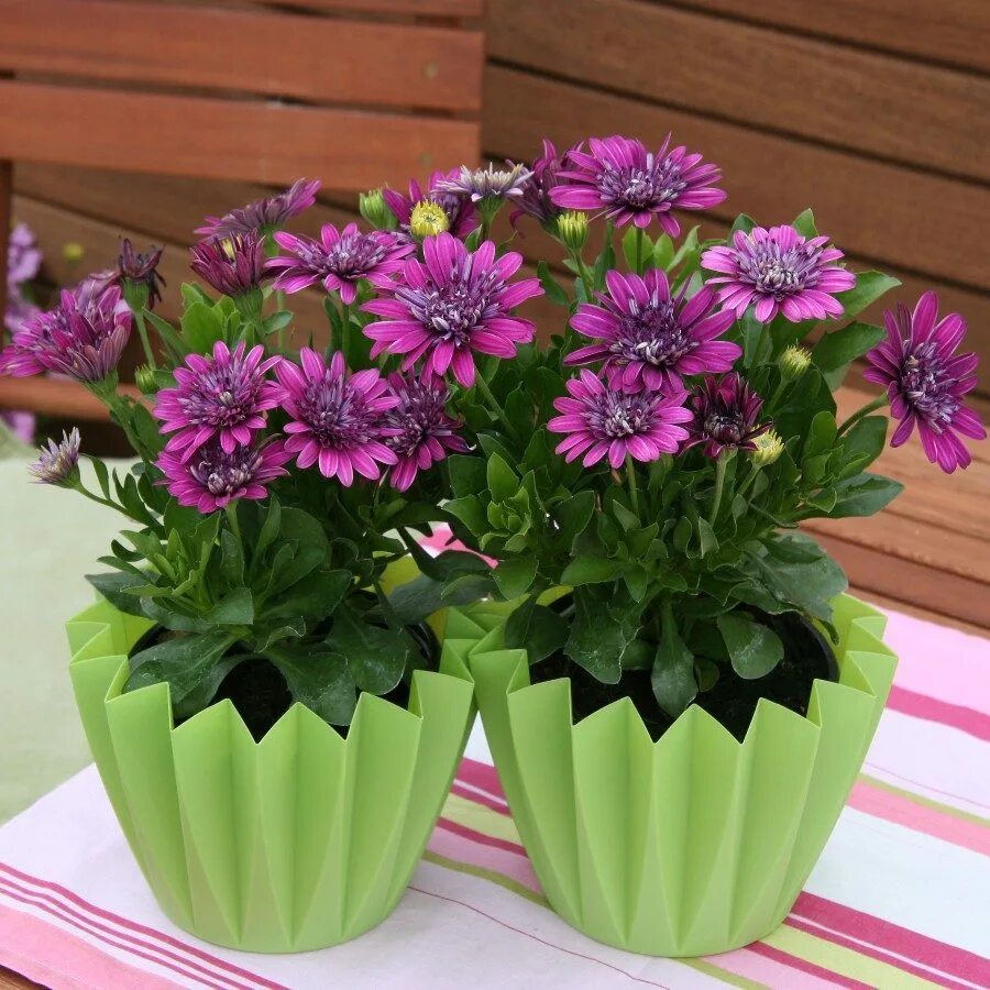 Остеоспермум. Остеоспермум Дабл ред. Osteospermum цветок. Остеоспермум Erato Double Red