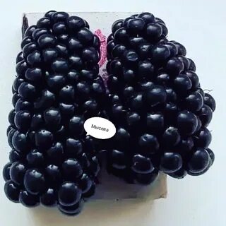 Сладкие сорта ежевики