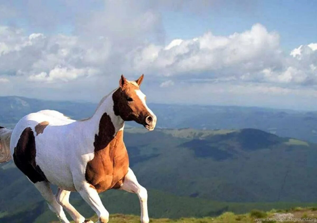 Собаки на конюшне. Лошади в горах. Лошадь радуется. Лошади летом. Лошади лето.