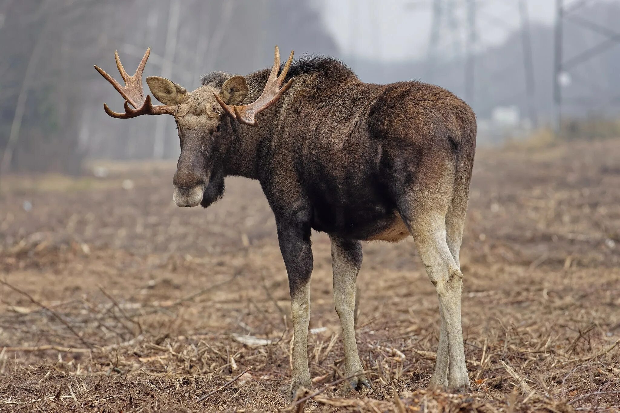 Лось обыкновенный. Европейский Лось alces alces. Восточносибирский Лось. Европейский Лось и американский Лось. Хрипанский Лось.