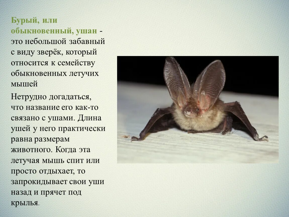Мышь это зверь или нет