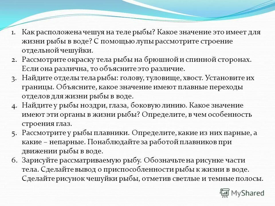 как расположена чешуя на теле рыбы какое. как расположена чешуя на теле рыбы какое. черепицеобразное расположение чешуи. расположение чешуи у рыб. чешуйка рыбы биология 7 класс.