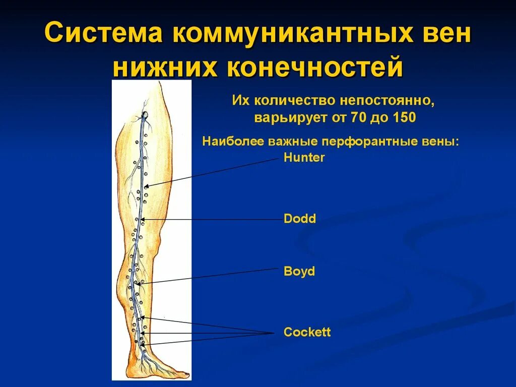 Коммуникативные вены нижних конечностей. Перфорантные вены нижних конечностей анатомия. Перфоранты на нижней конечности. Вены н жней конечностей.