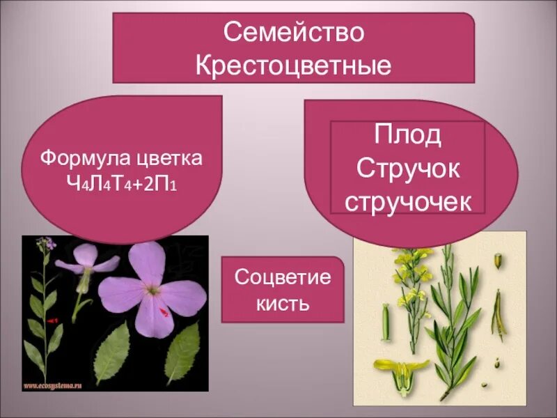 Крестоцветные какой класс растений. Формула цветка семейства крестоцветные. Формула цветка растений семейства крестоцветные. Крестоцветные капустные формула цветка. Формула цветка ч4л4т4+2п1.