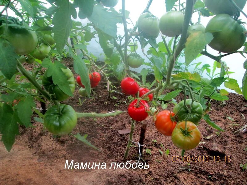 Томат мамино. Томат мамина любовь. томат томат мамина любовь. томат мон де марац. сорт помидор мамина радость.