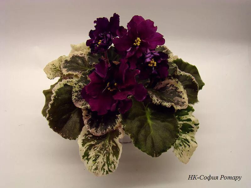 Pin by Elena on Фиалки African violets plants, African violets, Violet plant