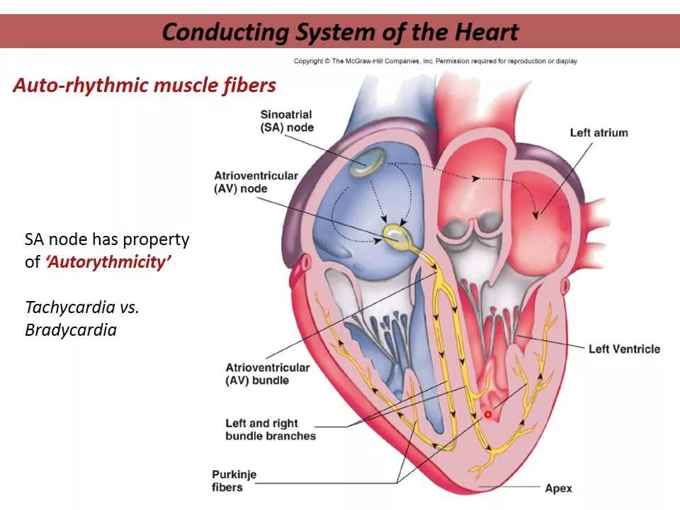Automatic heart. Conduction System of the Heart. Heart Physiology. The conducting System of the Heart.