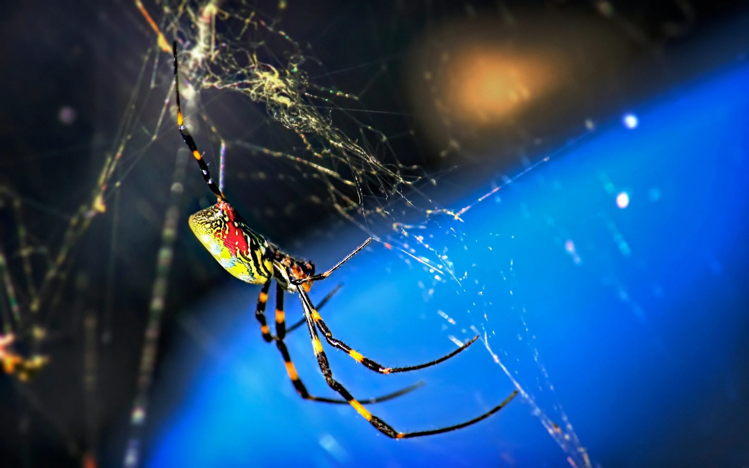 Живые обои паук. Nephila clavata. Nephila паутина. Нефила золотопряд паутина. Паук Нефила.