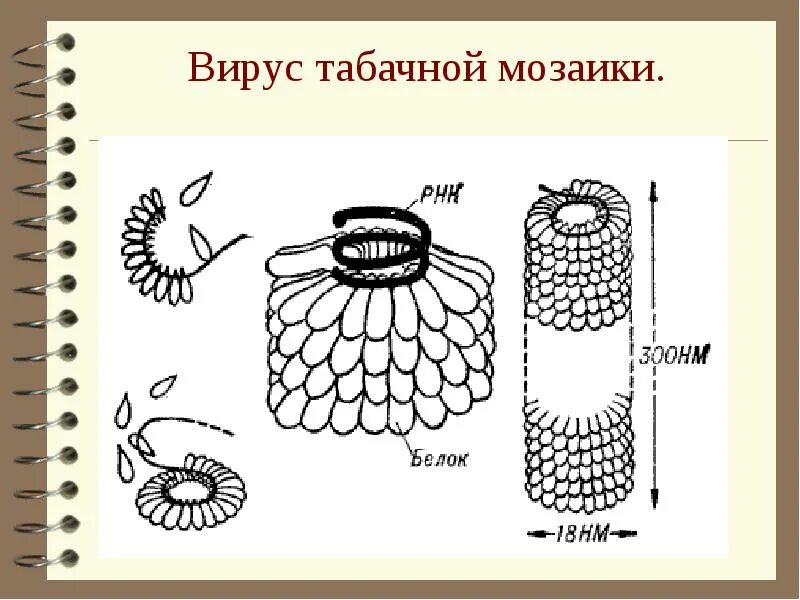 Вирус табачной мозаики схема. Нуклеиновая кислота вируса табачной мозаики:. Табачной мозаики 5. Вирус табачной мозаики строение рисунок. Палочковидная (вирус табачной мозаики).