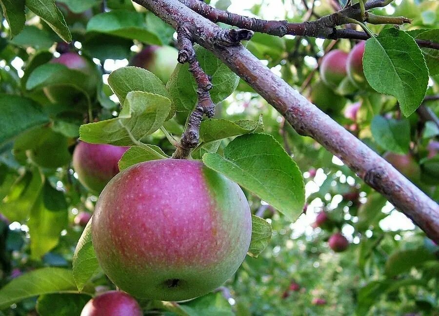 Низкорослые сорта яблонь для средней. Яблоня Malus pumila. Яблоня карликовая с2l. Яблоня Фуджи карликовая. Яблоня сорт внучкино.