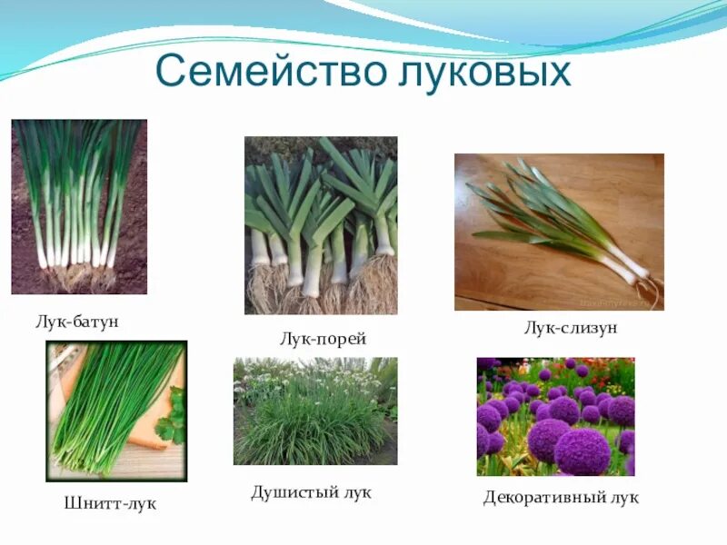 К какому семейству относится лук. Лук слизун,шнитт лук,лук порей. лук-шнитт, лук-батун, лук-слизун, лук-порей.. лук батун семейство. лук слизун батун.