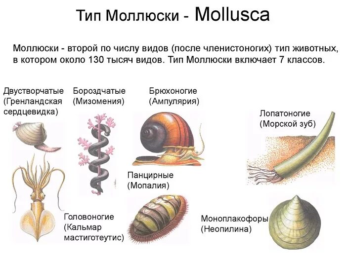 Урок 8: Моллюски - 100urokov.ru