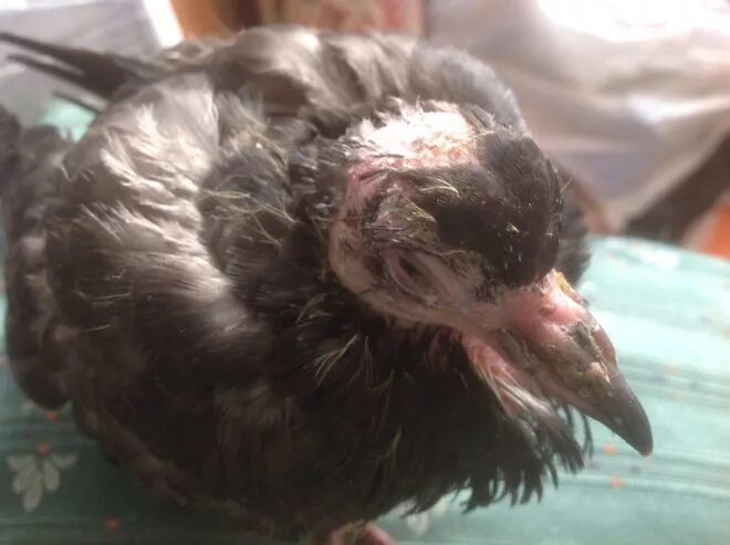 Pigeon pox - Wikipedia