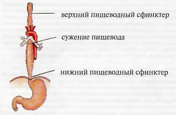 Механизм пищевода