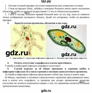 Биология 6 класс параграф 9 пересказ