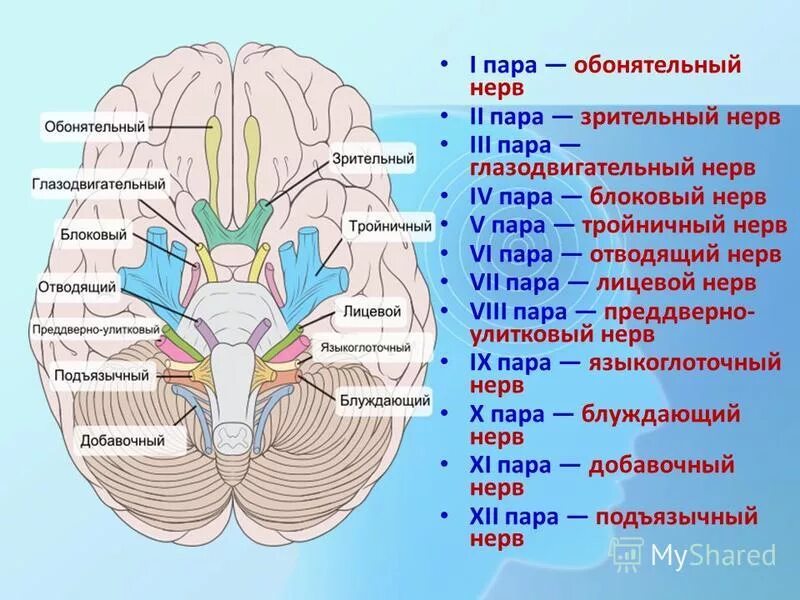 Черепные нервы моста. 1 Пара черепных нервов обонятельный нерв. Черепно мозговой нерв анатомия. Черепно мозговые нервы анатомия. Черепные нервы блоковый нерв.