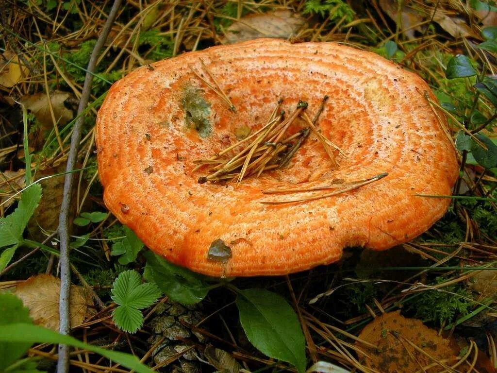 Рыжик Сосновый/Боровой (Lactarius deliciosus);. Шляпочные грибы Рыжик. Гриб Рыжик Сосновый. Рыжик Боровой Сосновый. Рыжик боровик