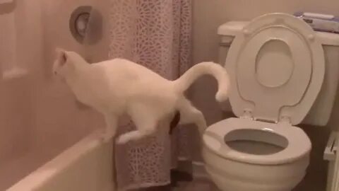 Какают мимо