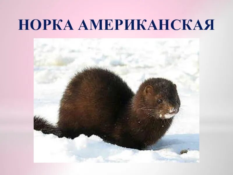 Американская и европейская норка. Норка европейская и норка американская. Американская норка. Европейская норка конкуренция американская и европейская. Европейская норка (mustela lutreola).