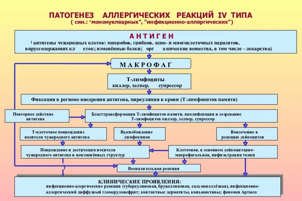 Механизм развития аллергической реакции 1 типа. Схема аллергической реакции первого типа. Схема развития аллергической реакции 1 типа. Патогенез аллергических реакций 1 типа. Аллергия типы реакций