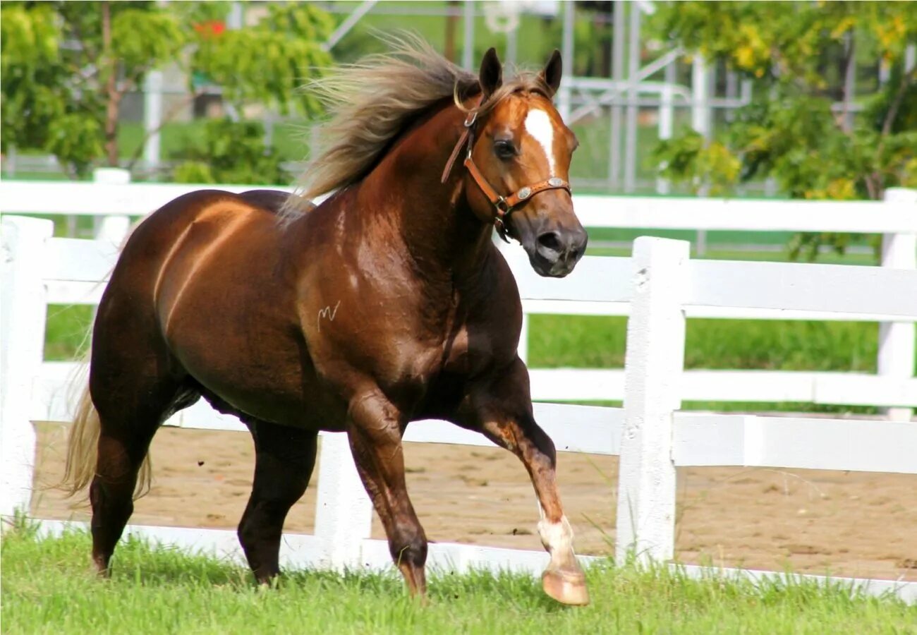 Сайт horse. Американская верховая сэддлбред. Американская Скаковая лошадь чистокровная. Лошадь породы американская верховая. Аллюр американская верховая.