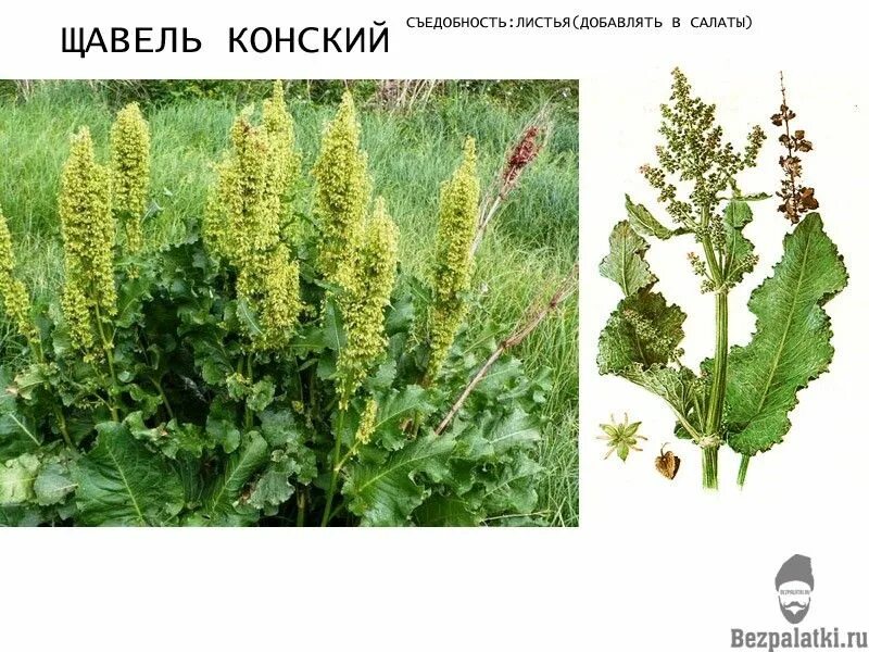 Щавель персик ракушка половые губы форма фото. Щавель конский (Rumex confertus). Конский щавель (дикий щавель). Ревень конский щавель. Конский щавель коса.