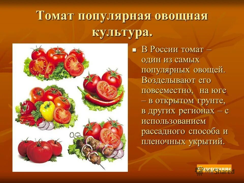 Самый распространенный овощ. Самый распространенный овощ