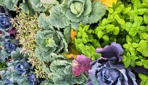 Plants 2019