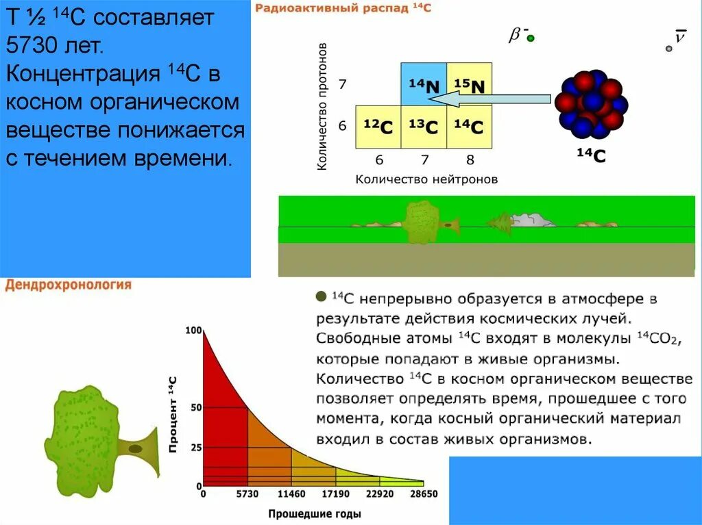Только при помощи радиоуглеродного анализа возможно подсчитать
