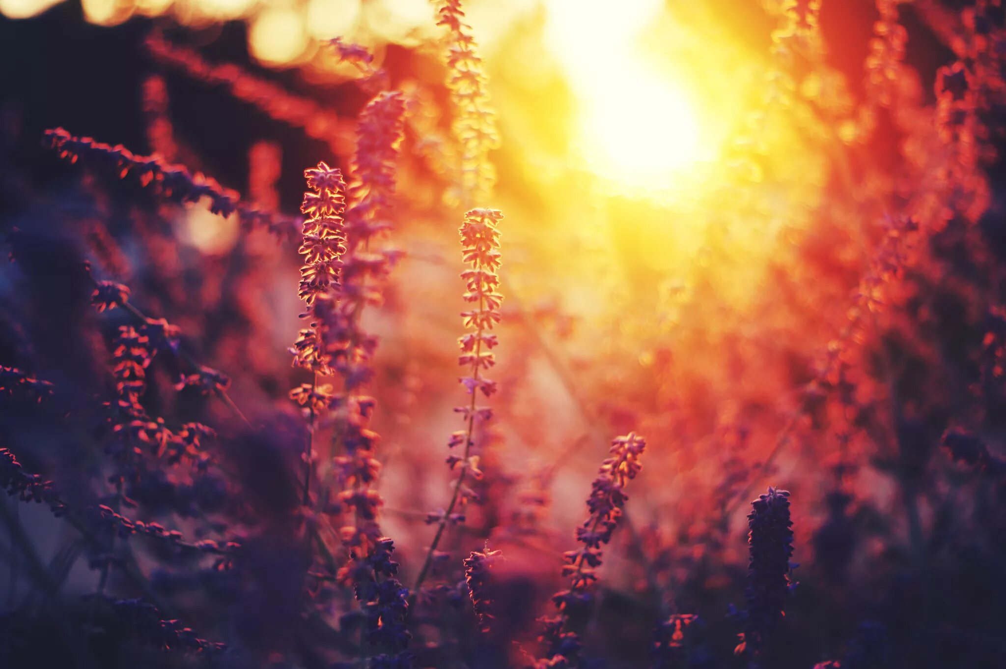 Фото в теплых тонах. Палитры сидс фиолетовые. Эстетика природы в коричневых тонах. Лето эстетика. Колосья на рассвете.