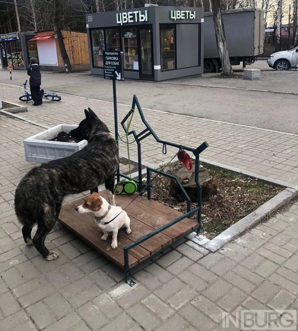 Собака на привязи у магазина. Собака возле магазина. Промоутер. Парковка для собак у магазина. Собака привязана возле магазина.