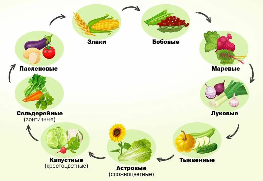 Севооборот таблица предшественников. Посадка овощей предшественники таблица. Таблица чередования посевов овощей в огороде. Зачем сажать огород. Зачем сажать огород.