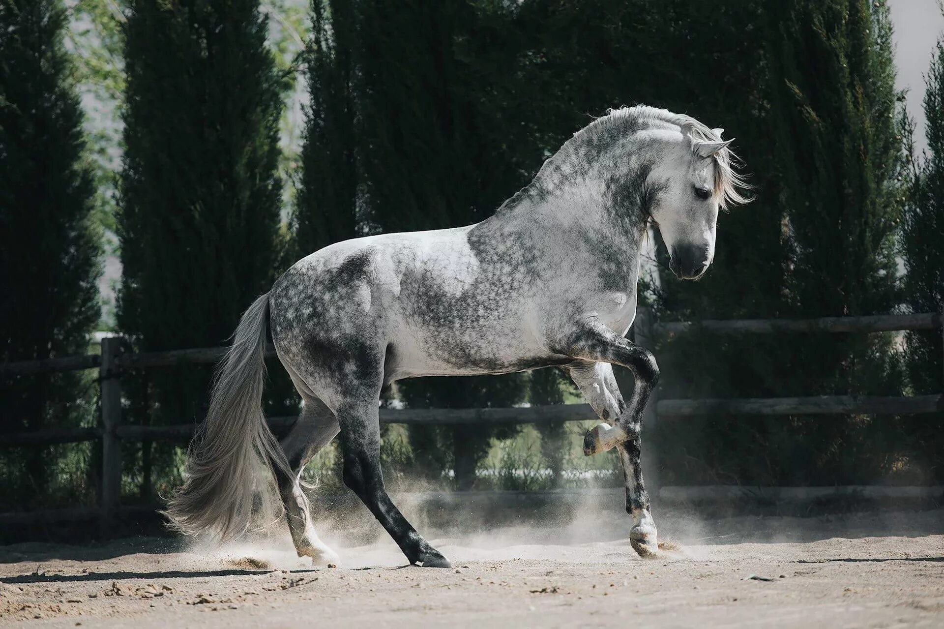 Caballo andaluz / Andalusian horse. #andalucia #horse #cadiz Caballo andaluz, Ye
