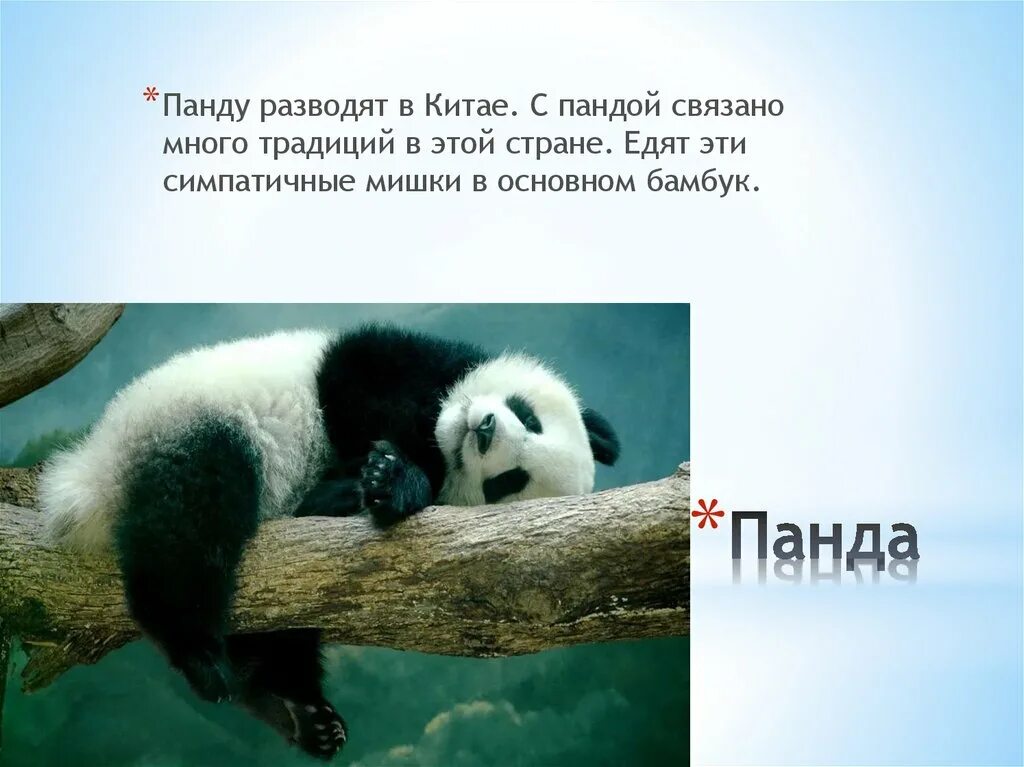 Песню называется панда. Я панда. интересные факты о пандах. панду удивительное.