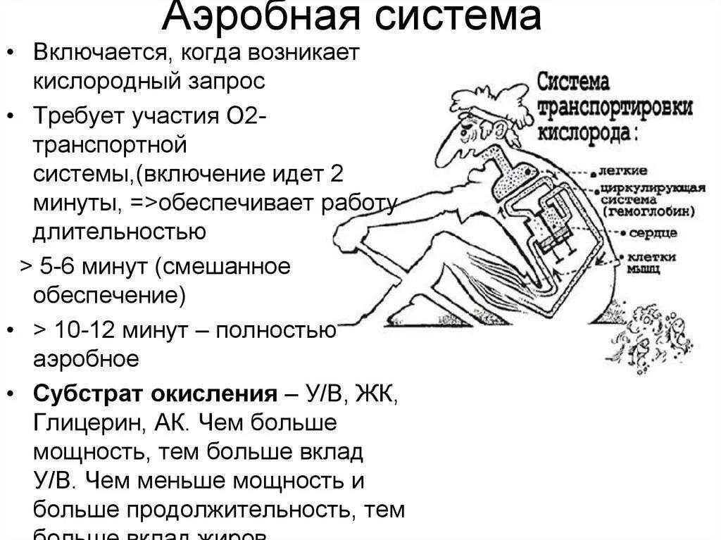 Аэробная и анаэробная нагрузка что это. Физиология аэробных упражнений. Аэробные возможности организма. Аэробные и анаэробные упражнения кратко. Аэробный режим