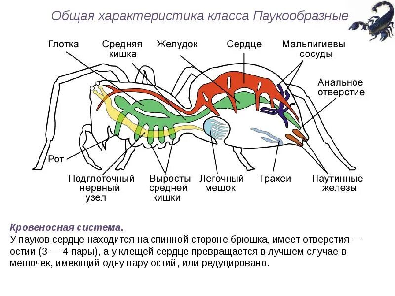 Тип членистоногие класс паукообразные 8 класс