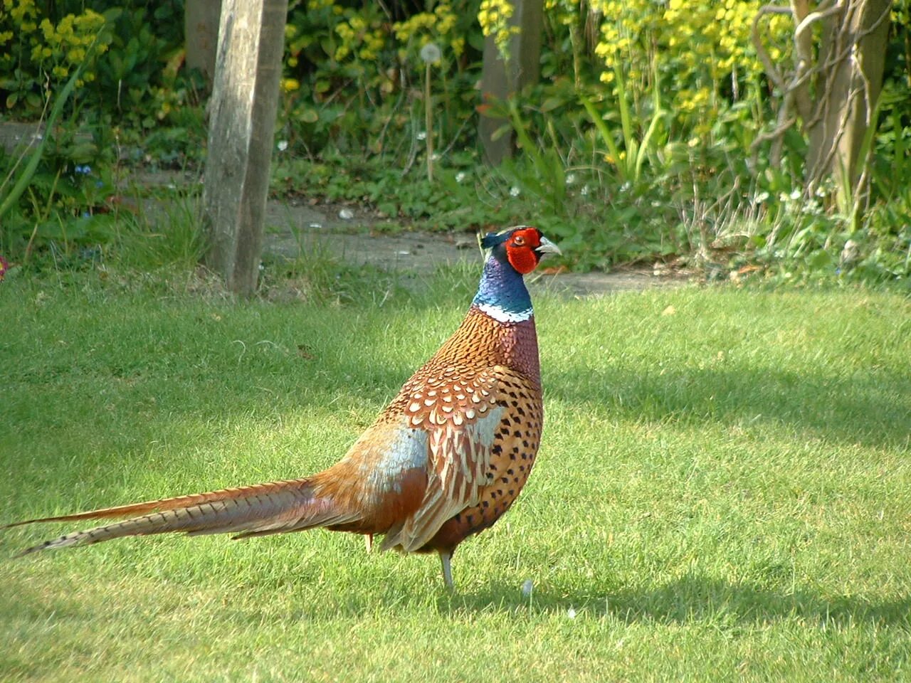 Глазчатый трагопан. Северокавказский фазан. Фазановые курообразные. Обыкновенный фазан. Фазан трагопан темминка.