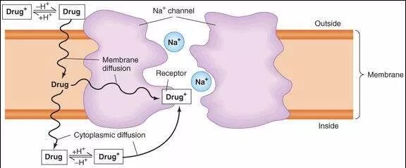 Channel bind. Sodium channel membrane. sodium channel blockers.. sodium channel blockers all drugs.