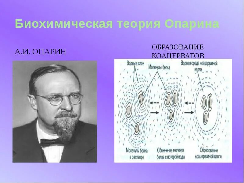 Коацерватная гипотеза. Опарин коацерваты. Опарин теория.